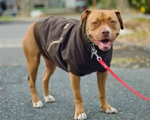 Pull chien bricolage