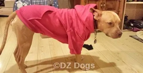 DIY hundesweater