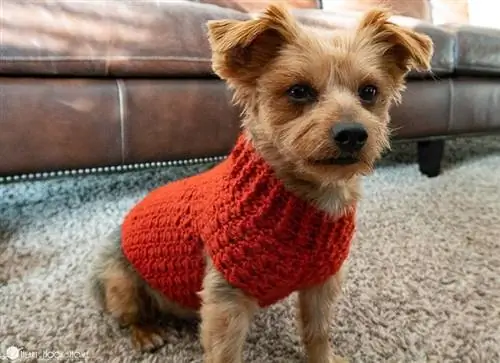 DIY dog sweater