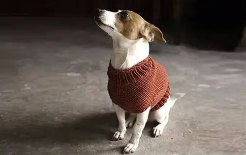 Maglione per cani fai da te