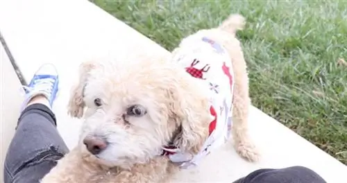 Maglione per cani fai da te