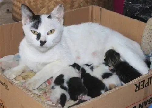 Como os gatos dão à luz? Explicação Aprovada pelo Veterinário