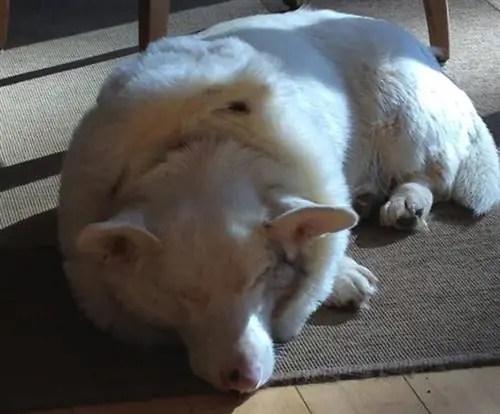 Cône de chien bricolage