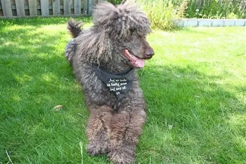 Un caniche amb corda estirat a l'herba