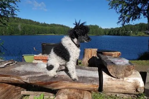 Um poodle arlequim sentado perto da água