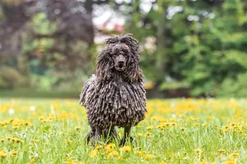 Caniche cordé: faits, origine & histoire (avec images)