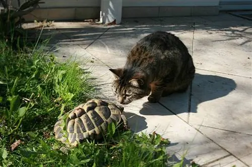 kat nieuwsgierig naar de schildpad