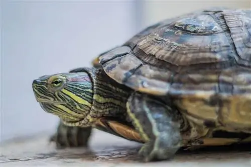 Els gats mengen tortugues? El que necessites saber