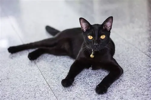 Hebben alle zwarte katten gele ogen? Is het typisch?