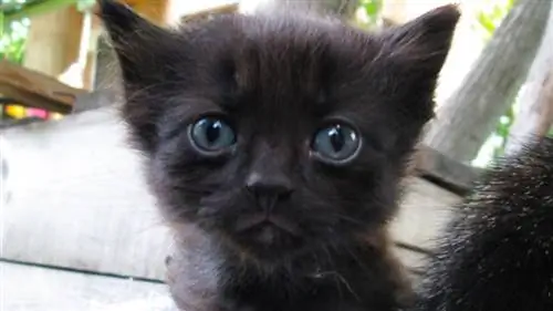 Gatito negro con ojos azules