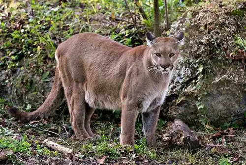 florida panter i naturen