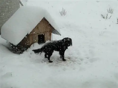 crni pas koji zimi stoji pored kućice za pse