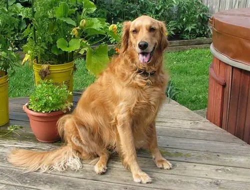 american golden retriever na nakaupo sa patio