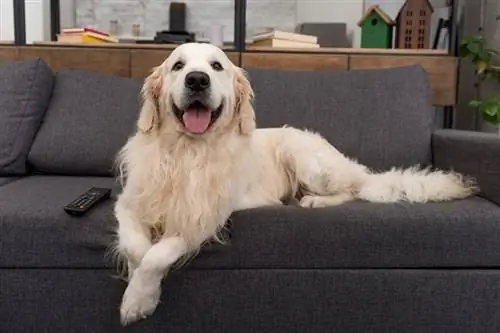 anjing golden retriever berbaring di sofa dengan alat kawalan jauh tv