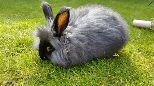 Conejo de angora inglés