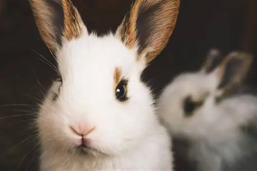 Conejo de angora satinado