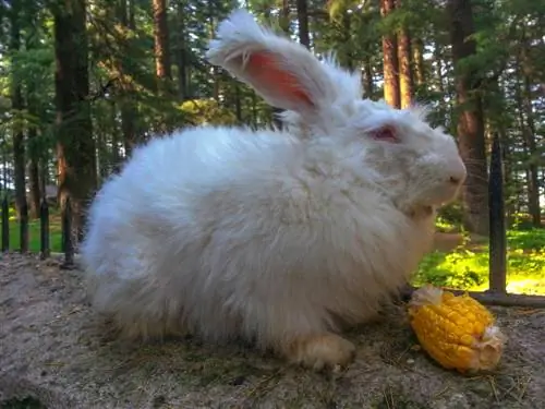 Nəhəng Fransız Angora Dovşanı