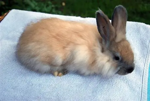 Ֆրանսիական Angora Rabbit