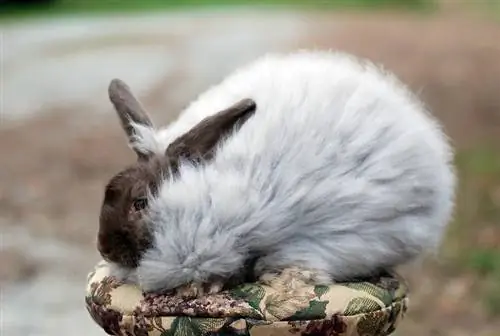 Ֆրանսիական Angora Rabbit-ը աթոռակի վրա