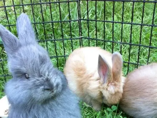 Coelhos angorá franceses em uma gaiola