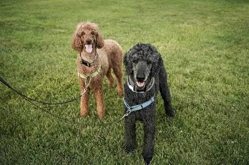 dalawang karaniwang poodle na nakatayo sa damo