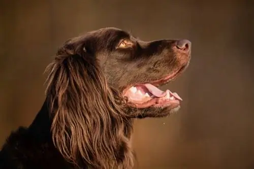 Perro puntero alemán de pelo largo marrón pedigrí_BIDANDT.com_Shutterstock