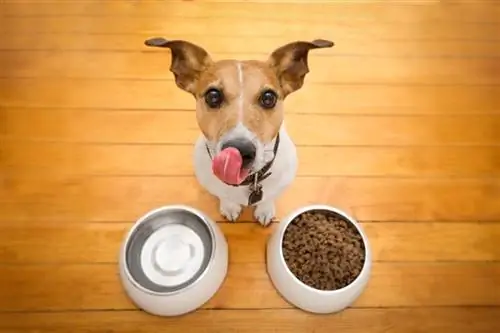 cibo per cani senza cereali