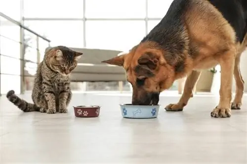 perro y gato comiendo en casa