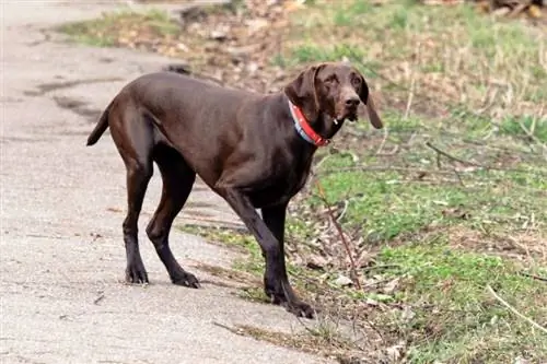 German Shorthaired Pointer