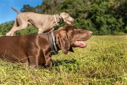 Barreja alemanya de punter de pèl curt i Weimaraner