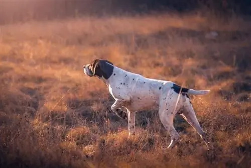 German Shorthaired Pointer yos hav zoov