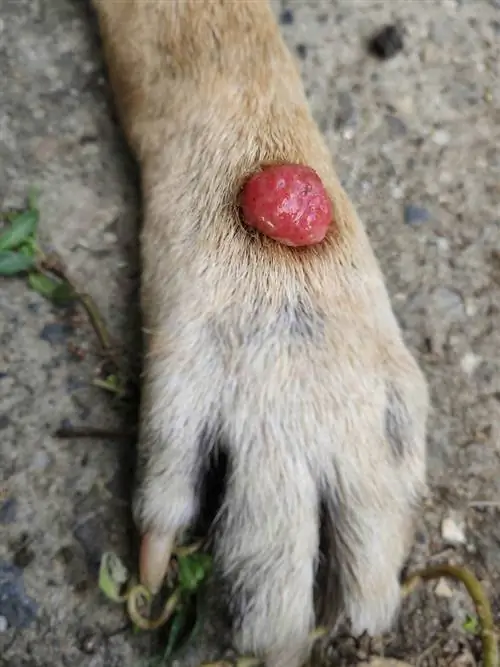 ketuat luka merah pada histiocytoma kaki anjing