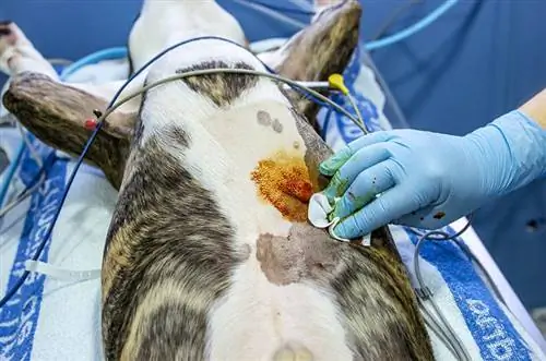 selepas pembedahan histiocytoma pada anjing