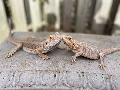 bearded-dragons-on-concrete-bench_Tara-Watkins_shutterstock