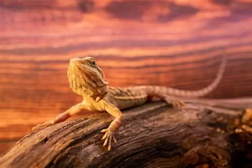 Translucent Bearded Dragon