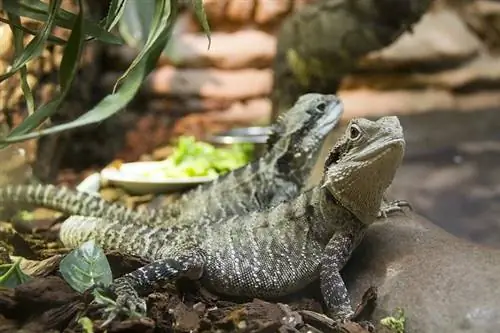 dragões barbudos