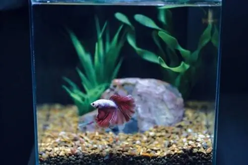 betta in aquarium