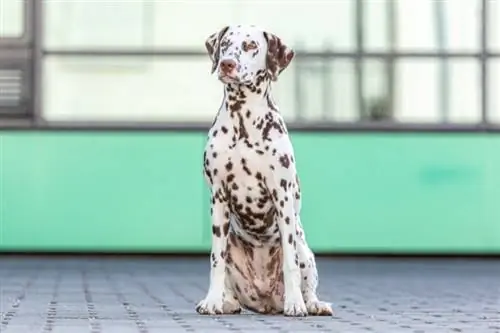 Dalmatian wa kahawia ameketi kwenye yadi ya matofali