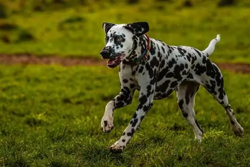 chien dalmatien qui court dans l'herbe