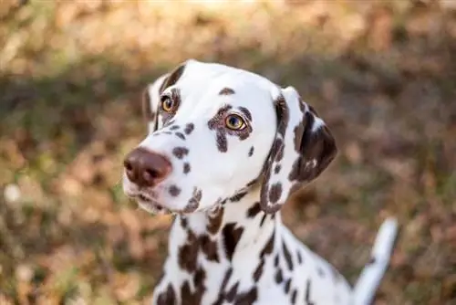 Dalmatian maksa