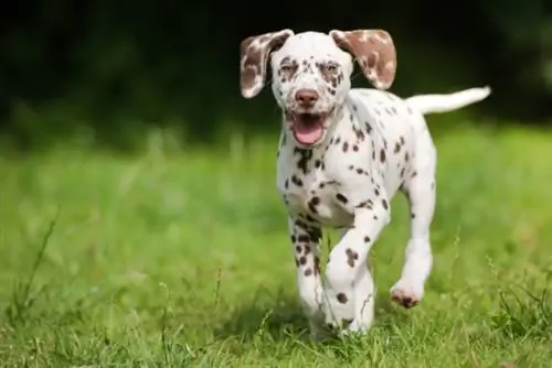 Ruskea dalmatianpentu juoksemassa nurmikolla