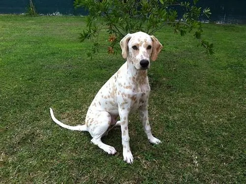 Lemon Dalmatian