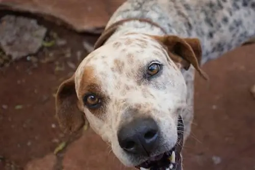 Brindle dalmatialainen