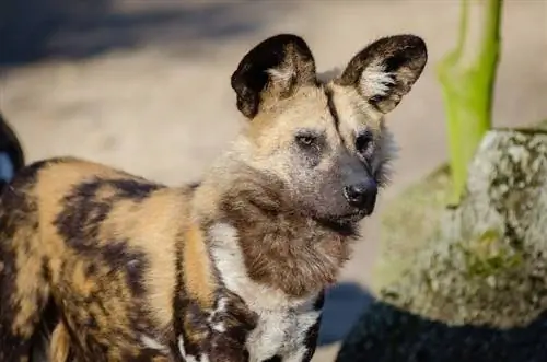 câine sălbatic african