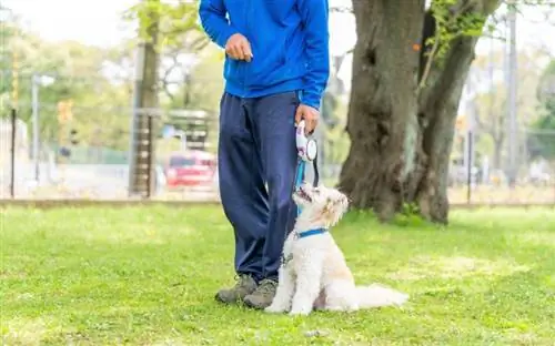 persona entrenando a un perro m altipoo al aire libre