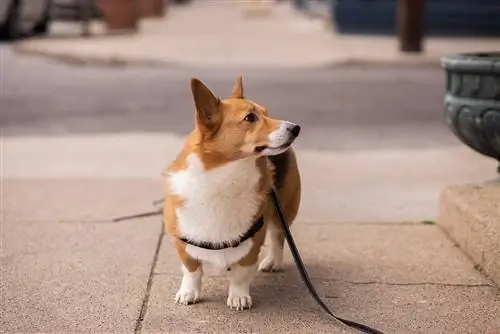 pembroke corgi u cincinnatiju