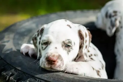 Cucciolo di dalmata