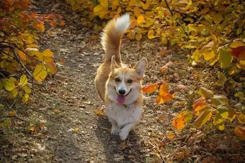 Hoeveel beweging hebben Corgi's nodig? Alles wat u moet weten