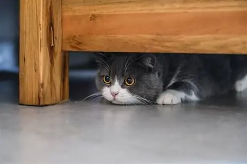 Britse korthaarkat wat onder die tafel wegkruip