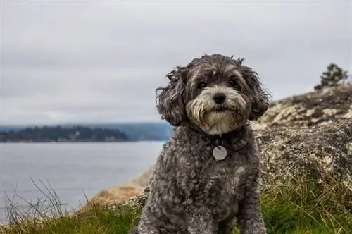 M altipoo (M alta & Poodle Mix): Məlumat, Şəkillər, Xüsusiyyətlər & Faktlar